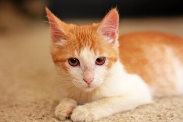 Fototapeta na wymiar red cat looks into the camera with orange eyes.