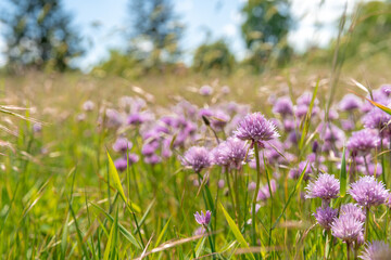 flowering thistles on a green field. copy space