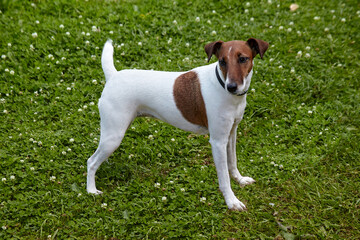 Smooth Fox Terrier yearling dog standing in the green grass at summer day. Happy foxterrier ready to play