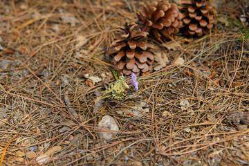 Spring outburst with butterflies collecting nectar