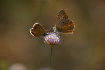 Spring outburst with butterflies collecting nectar