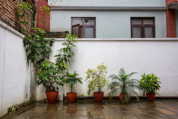 Fototapeta na wymiar Potted Plants in Rain Along Wall of Building in Kathmandu Nepal