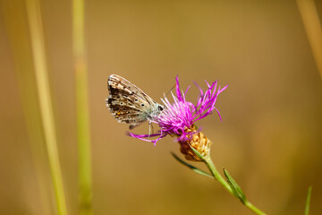 Spring outburst with butterflies collecting nectar