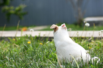 a small white puppy sits on a green lawn and looks into the distance.