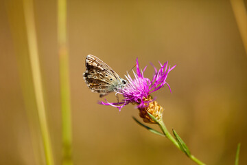 Spring outburst with butterflies collecting nectar