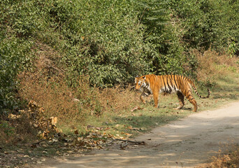Obraz na płótnie Canvas Tigress Paro walking on Sambar road