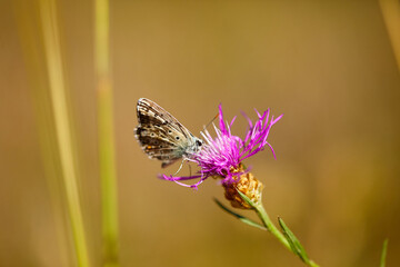 Spring outburst with butterflies collecting nectar