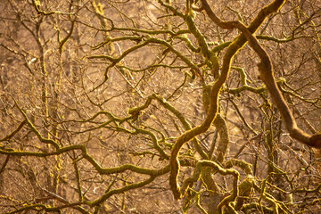 Obraz premium Grasmere bare trees on sunny afternoon with warm light and lots of branches
