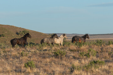 Wild Horses in the Utah Desert in Spring