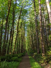 path in the forest