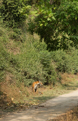 Tigress Parwali on Samber road, Jim Corbett
