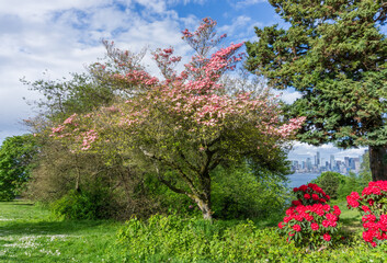 Spring Blooming Dogwood
