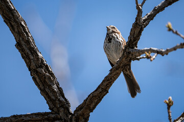 Song Sparrow singing loudly in a park to establish its territory