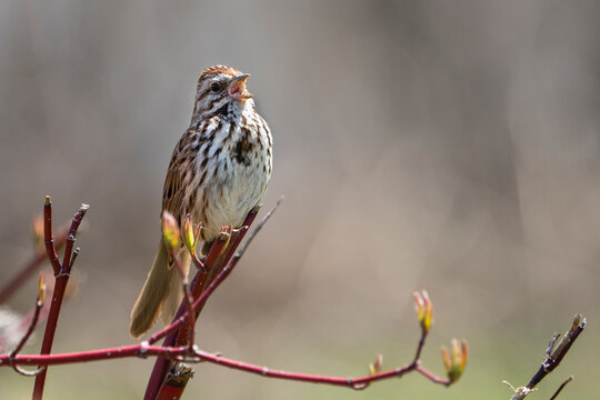 Song Sparrow singing loudly in a park to establish its territory
