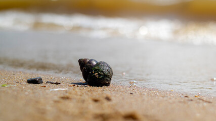 shell on the beach