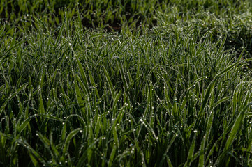 Obraz premium Herbstlandschaft und Weinberge