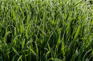 Herbstlandschaft und Weinberge
