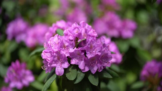 Macro close up of purple alpine rose (rhododendron) flowers moving gently in a spring breeze in sunshine