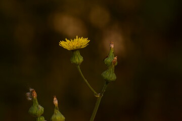 Dandelion (Taraxacum) from family Asteraceae is a large genus of flowering plants.Captured in Asian country of India 