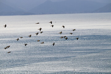 flock of birds