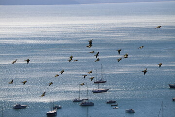 flock of seagulls