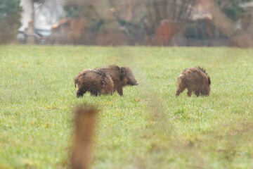 Wildschwein-Bache mit Frischlingen auf einer Wiese
