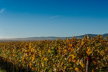 Herbstlandschaft und Weinberge