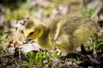 Canada Goose gosling eating in a park along the St. Lawrence River in Canada