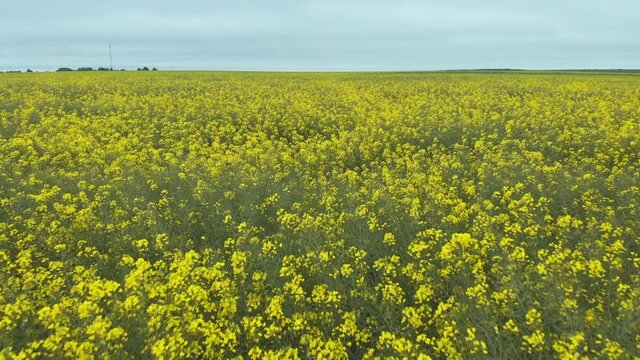 Aerial view of a large beautiful field of blooming rapeseed. Yellow blooming canola field. Yellow Field of blooming rapeseed. Yellow mustard wildflowers all over large field