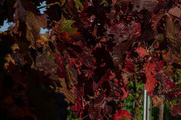 Herbstlandschaft und Weinberge