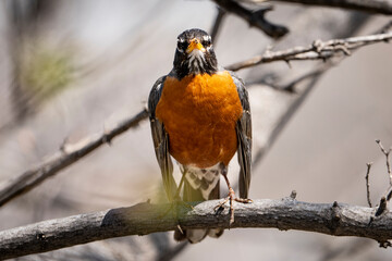 American Robin perched in a tree