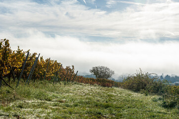 Herbstlandschaft und Weinberge