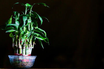 green plant in a vase