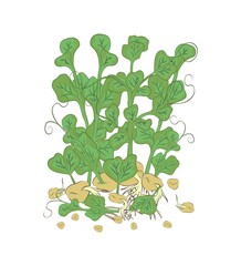 
Microgreen. Healthy nutrition and diet. Sprouted seeds. Close-up. Color image on a white background. Vector illustration.