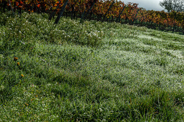 Herbstlandschaft und Weinberge