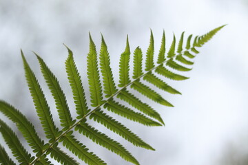 fern, leaf, green, nature, plant, isolated, tree, forest, leaves, white, branch, plants, foliage, garden, ferns, tropical, summer, growth, abstract, flora, botanical, wild, texture, spring, macro, sky