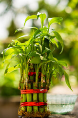 bamboo plant in the garden | Home Decor Plant