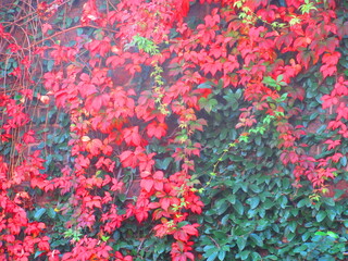 Autumn Reds of the Vine