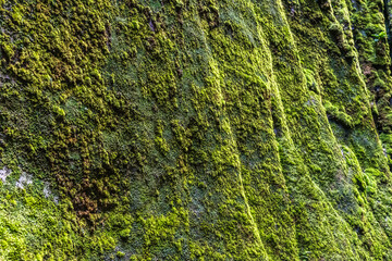 Moss covered rock on a close up shot