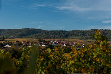 Herbstlandschaft und Weinberge in der Pfalz