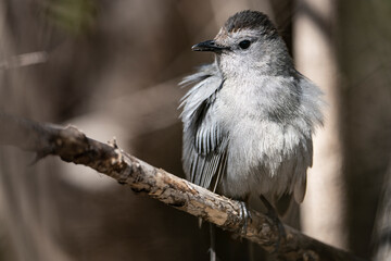 Perched Gray Catbird foraging for food