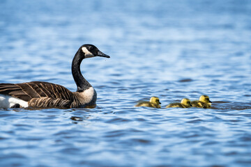 Obraz premium Canada Goose parent swimming with its goslings