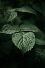 rain drops on leaf текстура Лист Лист
фон зеленый природа лето
растение листва дизайн
Органические темный естественный кадр
узор весна очистить свет 
яркий трава джунгли тропические текстура многотон 