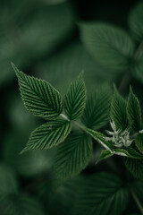 close up of marijuana leaf текстура  Лист
фон зеленый природа лето
растение листва дизайн
Органические темный естественный кадр
узор весна очистить свет 
яркий трава джунгли тропические текстура 