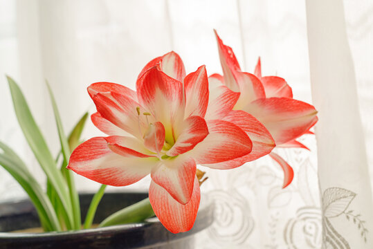 アマリリス Images Browse 321 Stock Photos Vectors And Video Adobe Stock アマリリス Images Browse 321 Stock Photos Vectors And Video Adobe Stock