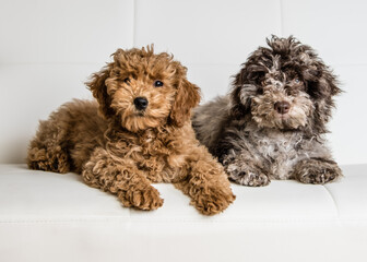 2 doodle puppies on a couch