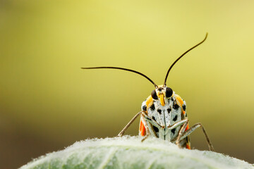 A portrait of a Crimson Speckled moth facing the camera face front against a smooth green and yellow background. the scientifc name of the moth is Utetheisa pulchella  © mktuteja