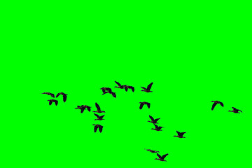 Group of birds with isolated sky