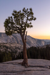 A tree growing from the rock at Olmsted Viewpoint in Yosemite National Park