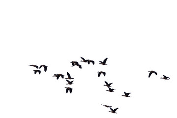 flock of birds